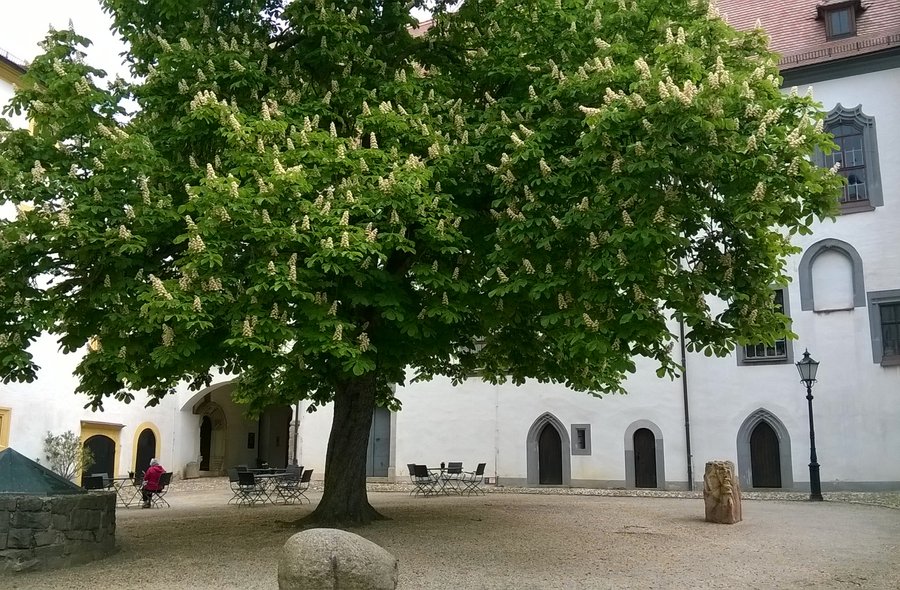 Foto eines riesigen, weiß blühenden Kastanienbaums in einem historischen Schlosshof. Die Mauern des Schlosses im Hintergrund sind weiß getüncht. Neben dem Baum steht ein Brunnen.