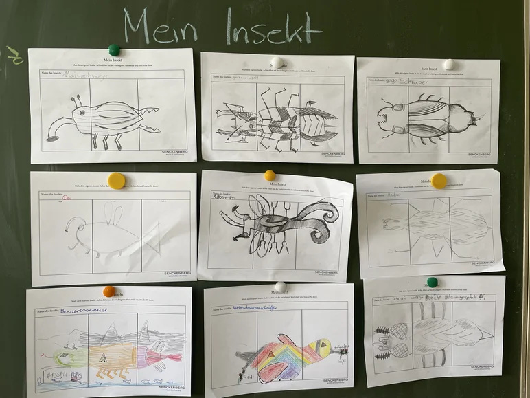 An einer Wandtafel hängen unter der Überschrift "Mein Insekt" neun Insektenzeichnungen von Kindern.