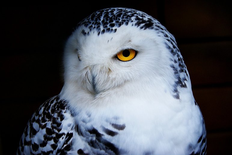 Nahaufnahme eines weißen Eulenvogels mit gelben Augen, die direkt in die Kamera zu blicken scheinen