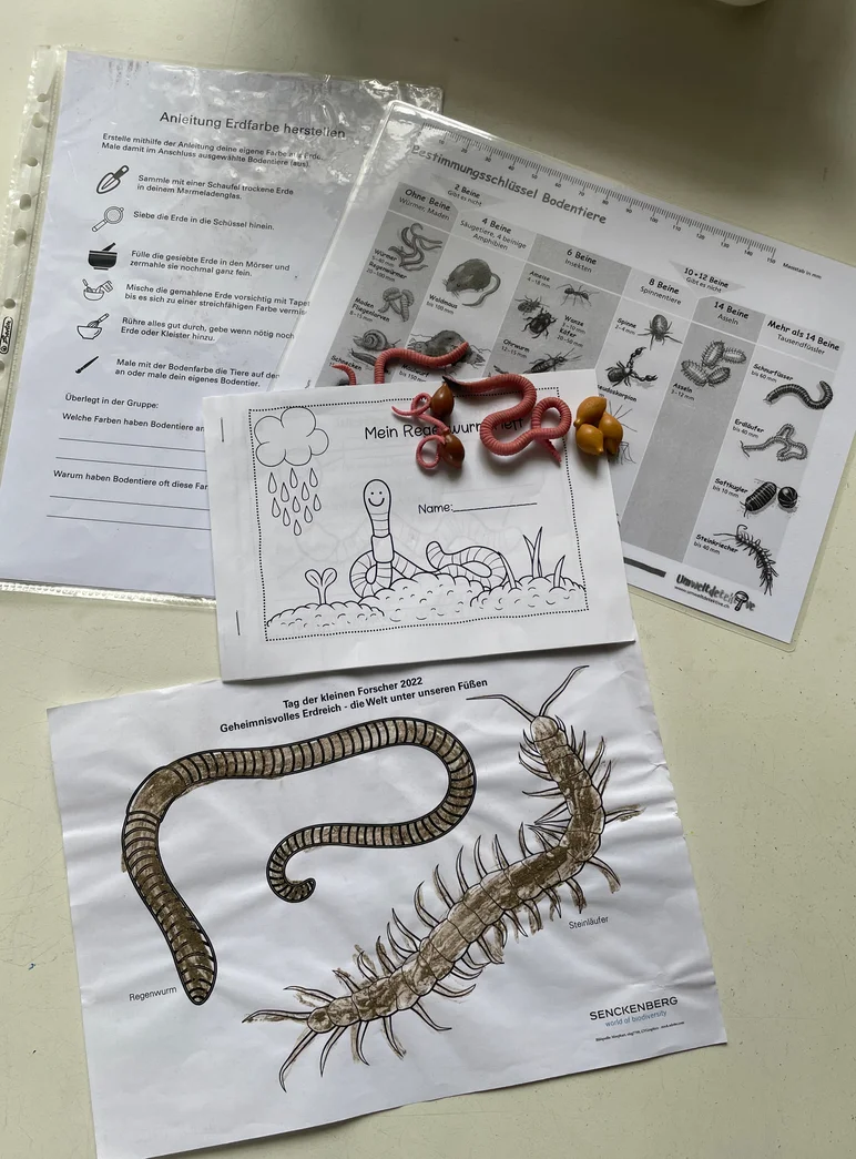 Auf einer Arbeitsfläche sind Arbeitsmaterialien zu Würmern, Tausendfüßlern und Käfern angeordnet.