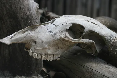 Nahaufnahme eines Tierschädels mit Backenzähnen und langem Nasenrückenknochen