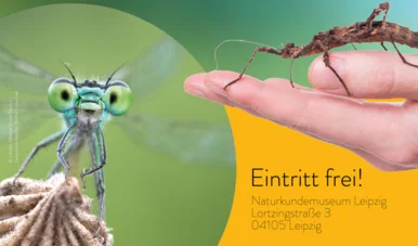 Auf der linken Seite befindet sich das Foto einer Libelle. Auf der rechten Seite ragt eine Hand ins Bild, die eine Gespensterspinne hält. Darunter steht in schwarz auf gelbem Hintergrund "Eintritt frei! Naturkundemuseum Leipzig, Lortzingstraße 3, 04105 Leipzig"