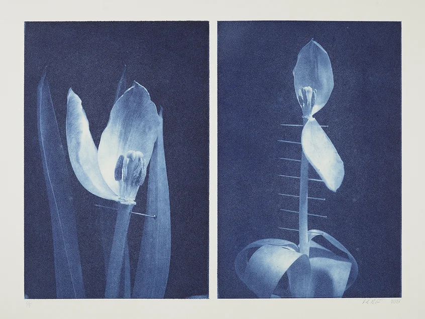 2 Druckgrafiken in Tiefblau und Weiß, basierend auf Fotos von je einer verblühenden Tulpe mit herabfallenden Blütenblättern