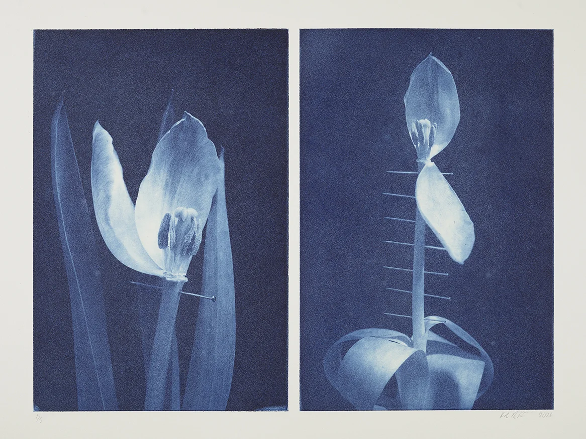 Kristian Aggerholm Bruun, „The Passions (2)“, Photogravure, je 42x28cm (MoDv), 53x78 cm (Papier), Hahnemühle weiß/300 g, Auflage 5 2 Druckgrafiken in Tiefblau und Weiß, basierend auf Fotos von je einer verblühenden Tulpe mit herabfallenden Blütenblättern