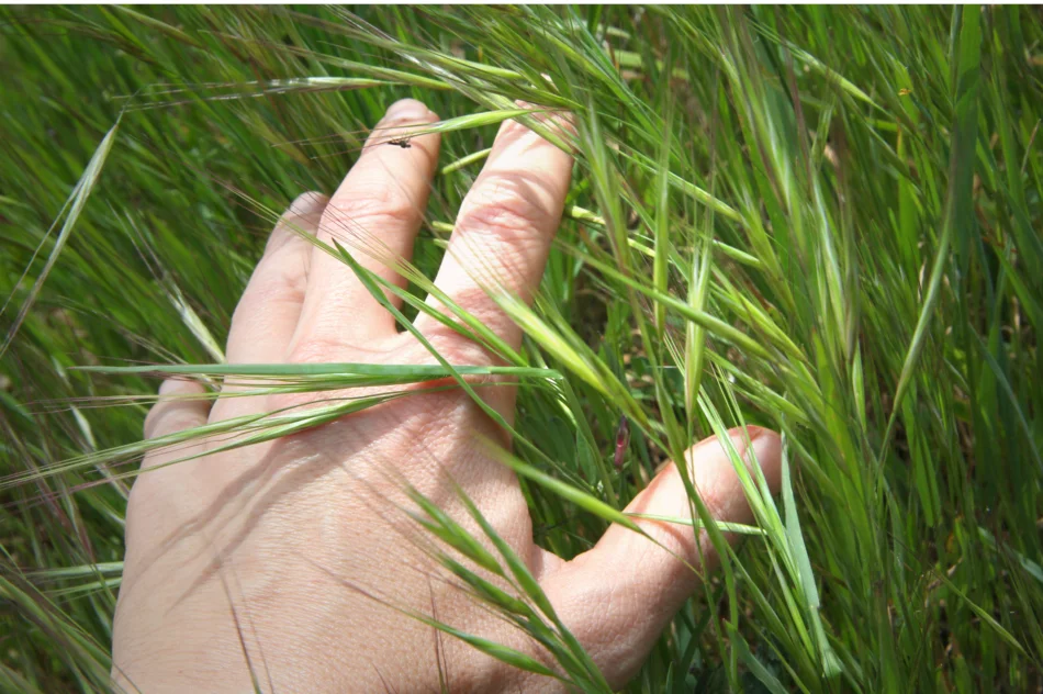 Das Foto zeigt eine Hand, die Grashalme abtastet