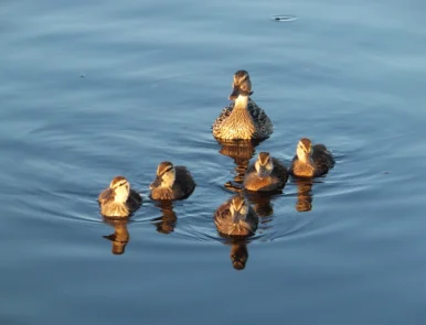 Entenmutter, die mit ihren fünf Küken auf dem Wasser schwimmt