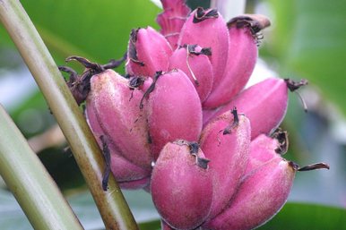 Fruchtstand einer Zimtbanane (Musa velutina)