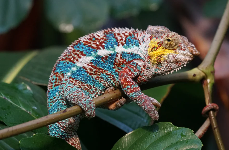 Foto eines unterschiedliche Farben zeigenden Chamäleons auf einem Ast