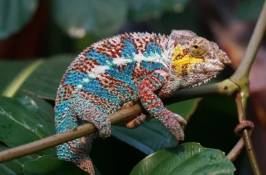 Foto eines unterschiedliche Farben zeigenden Chamäleons auf einem Ast
