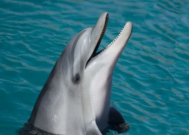 Wer hat die schärfsten Zähne? Ein Delfin taucht aus dem Wasser auf und zeigt die spitzen kleinen Zähne in seinem geöffneten Maul.