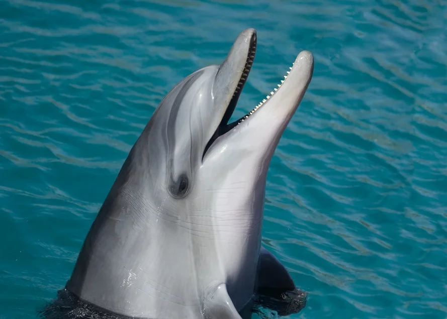 Wer hat die schärfsten Zähne? Ein Delfin taucht aus dem Wasser auf und zeigt die spitzen kleinen Zähne in seinem geöffneten Maul.