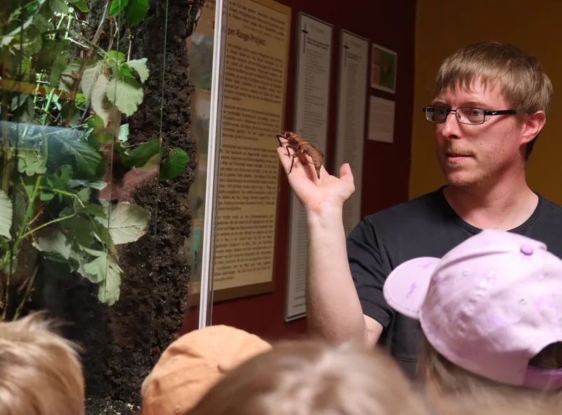 Ein Museumspädagoge des Phyllodrom Regenwaldmuseums zeigt einer Kindergruppe eine Dorngespenstschrecke.