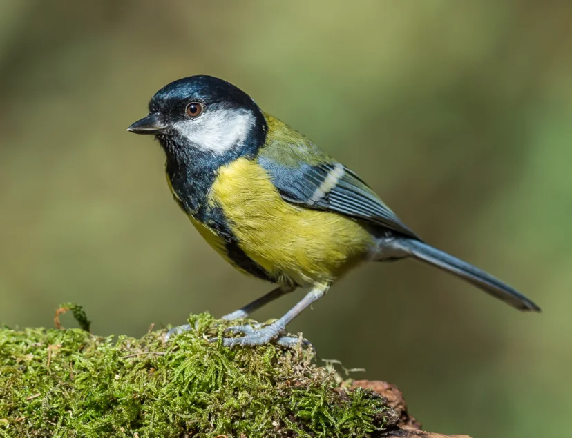 Kohlmeise in Natur Nahaufnahme eines kleinen, still stehenden Vogels mit gelben Flügeln und weißem Fleck unterhalb der Augen, der Rest des Gefieders ist blau-schwarz. Der Schnabel ist klein und spitz.