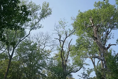 Die Burgaue Die Wipfel einiger grüner Laubbäume ragen zu einem wolkenlosen blauen Himmel empor.
