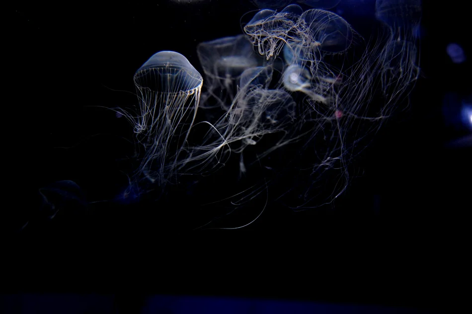 Abenteuer Tiefsee In fast völliger Dunkelheit unter Wasser ist eine leuchtende Qualle zu sehen.