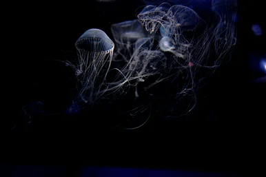 Abenteuer Tiefsee In fast völliger Dunkelheit unter Wasser ist eine leuchtende Qualle zu sehen.