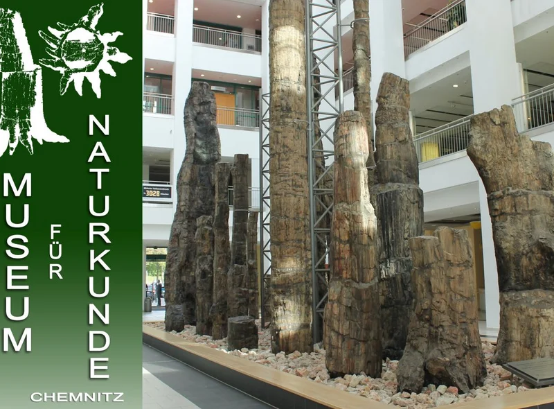 Mehrere urzeitliche Baumstämme ragen in die Höhe: der versteinerte Wald im Foyer des Museums für Naturkunde Chemnitz