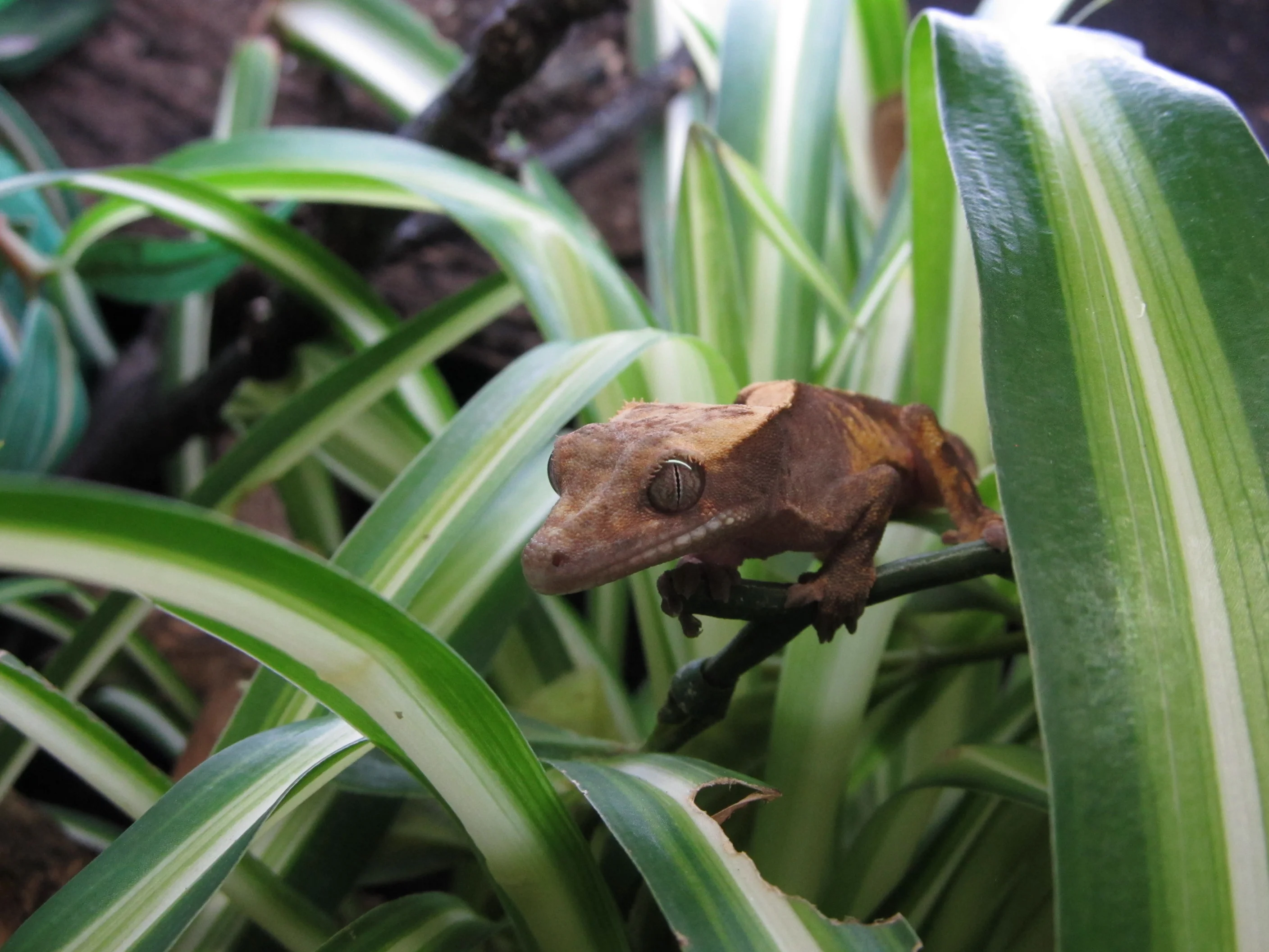 Ein kleines braunes Reptil mit großen Augen sitzt auf einem Blatt, zur Kamera blickend.