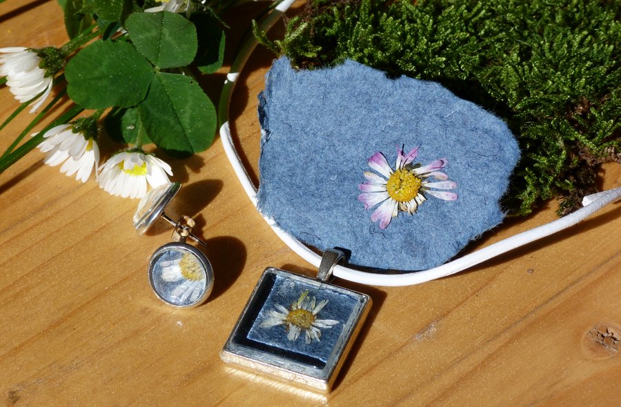 Eingeschöpfte Blüten gefasst in Schmuckstücke Nahaufnahme von Gänseblumen und Kleeblättern; ein Gänseblümchen liegt auf einem blauen Filz, ein zweites Gänseblümchen ist in handgeschöpftes Büttenpapier eingebracht und in einem kleinen Schmuckrahmen gefasst.