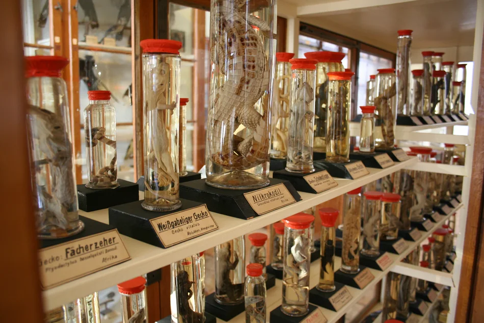 Historische Spiritus-Fischpräparate, die zum Teil aus der Sammlung des Apothekers Johann Heinrich Linck stammen