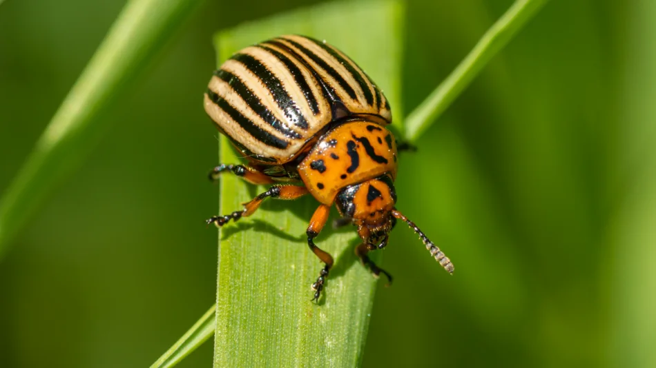 Nahaufname eines sandfarbenen Käfers mit prominenten schwarzen Streifen, der auf einem Grashalm sitzt