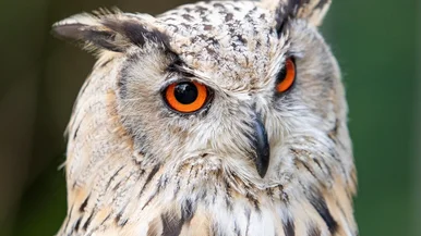 Kopf eines Uhu mit leuchtend orangefarbenen Augen