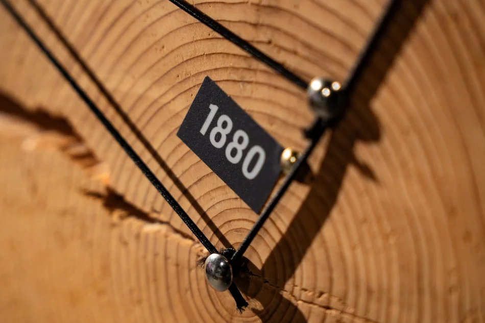 Nahaufnahme des Querschnitts eines Baumstamms mit der Beschriftung der Jahreszahl 1880