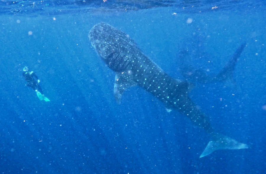 Unterwasser-Aufnahme von zwei Walhaien mit gepunkteten Rücken; im Hintergrund ist ein Taucher erkennbar.