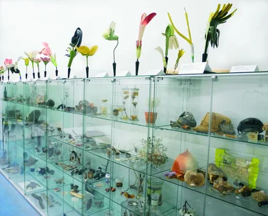 Die Lehr- und Schausammlung zeigt repräsentative Objekte von der Vielfalt und Schönheit des pflanzlichen und pilzlichen Lebens.