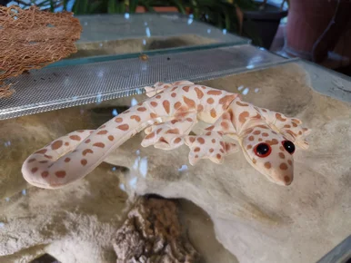 Ein Sand-Kriechtier aus Stoff mit Flecken wie ein Leopard