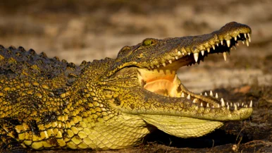 Nahaufnahme von Brust und Kopf eines großen Krokodils mit aufgesperrtem Maul