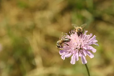 Honigbienen und Wildbienen Zwei Bienen, die auf einer rosafarbenen Blüte sitzen
