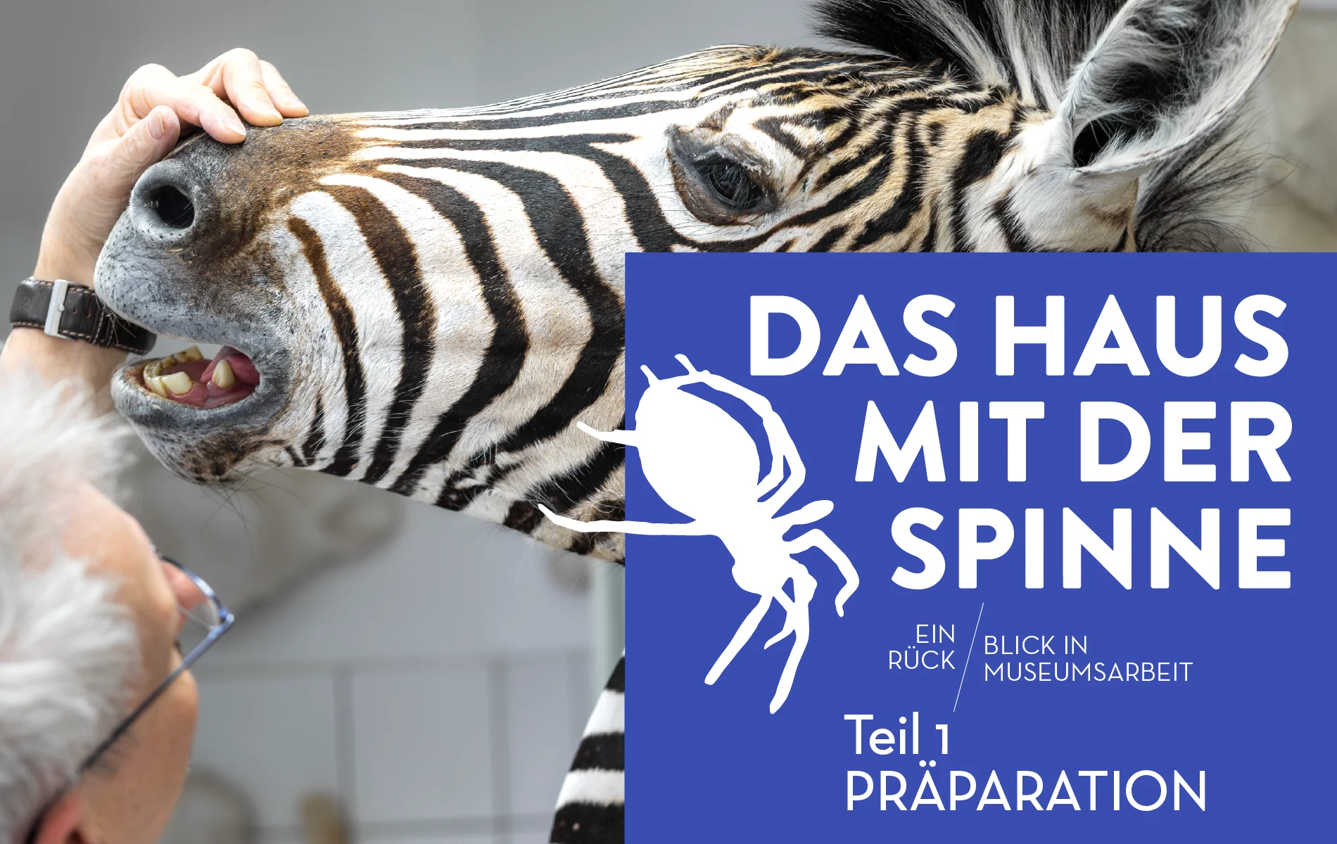 Foto eines Zebra-Präparats, an dem ein Tierpräparator arbeitet, darüber liegt ein blaues Rechteck mit dem Ausstellungslogo in Weiß: DAS HAUS MIT DER SPINNE - Einblick und Rückblick in Museumsarbeit - Teil 1: Präparation