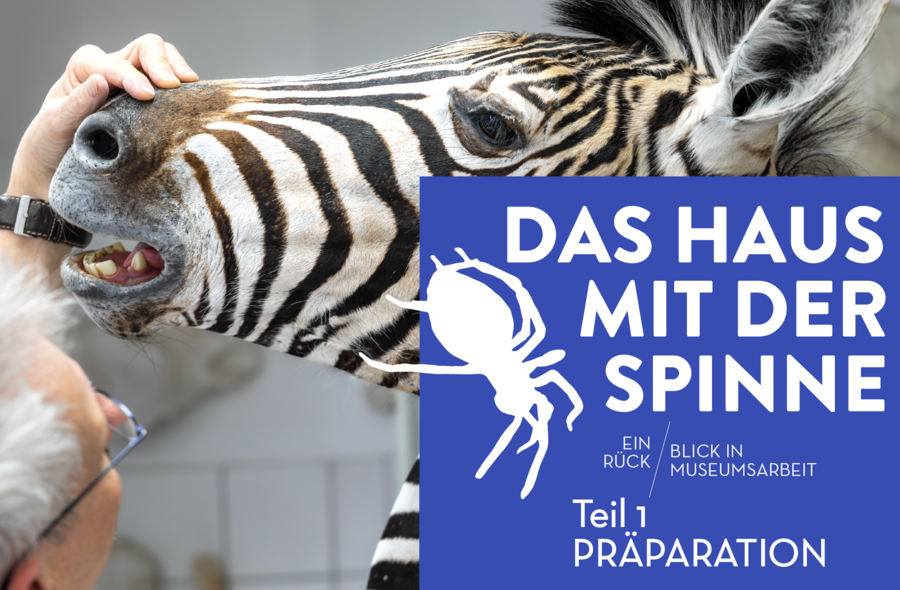 Foto eines Zebra-Präparats, an dem ein Tierpräparator arbeitet, darüber liegt ein blaues Rechteck mit dem Ausstellungslogo in Weiß: DAS HAUS MIT DER SPINNE - Einblick und Rückblick in Museumsarbeit - Teil 1: Präparation