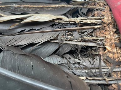 Schadhafte Federkrone: nur eines von vielen Objekten, die Schaden genommen haben Graue, zerfranste und in Mitleidenschaft gezogene Vogelfedern stecken in einem Bast-Geflecht.