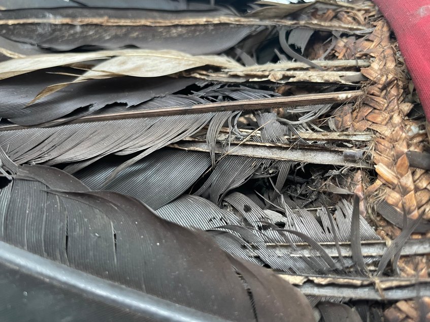 Graue, zerfranste und in Mitleidenschaft gezogene Vogelfedern stecken in einem Bast-Geflecht.