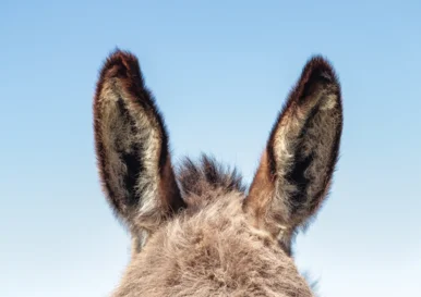 Eselsohren vor Himmel-Hintergrund