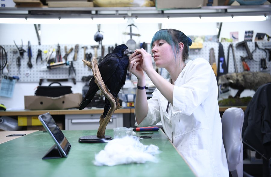 Louisa Bosse bei der Arbeit Eine junge Tierpräparatorin beim Präparieren einer Saatkrähe