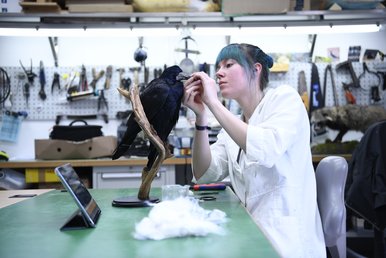 Louisa Bosse bei der Arbeit Eine junge Tierpräparatorin beim Präparieren einer Saatkrähe