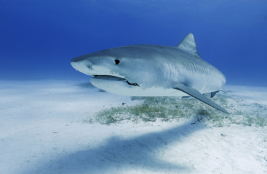 Hai im Meer Foto eines Haifisches, der nah am sandigen Meeresboden in klarem, blauem Wasser schwimmt