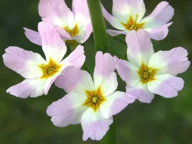 Nahaufnahme von fünf zarten, kreisförmig angeordneten Blüten mit Blütenblättern in Zartrosa und Weiß