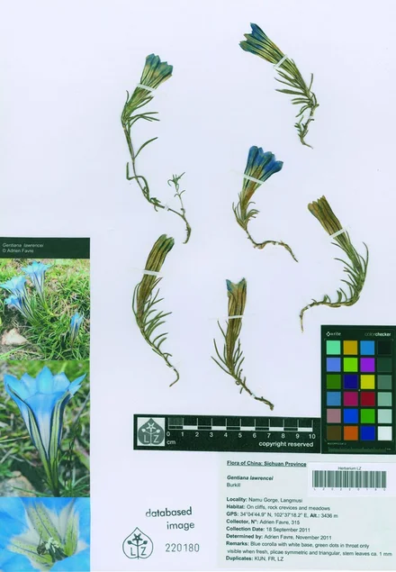 Ein Enzian aus dem chinesischen Hochland, der im Rahmen eines aktuellen Forschungsprojektes gesammelt und fachgerecht dokumentiert wurde.