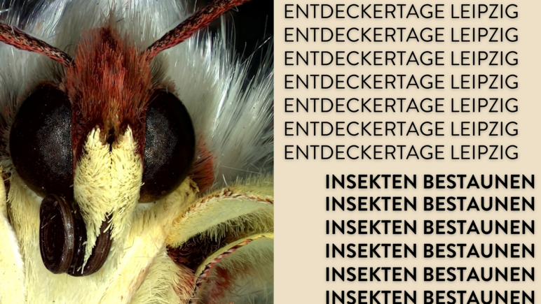 Neben dem Schriftzug "Entdeckertage Leipzig - Insekten bestaunen" ist eine farbige Nahaufnahme eines Insektenkopfes.