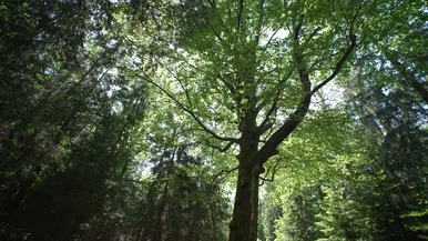 Blick von unten hoch in die grünen Baumkronen eines Waldes
