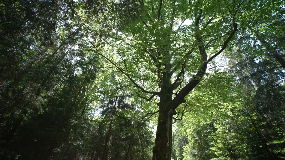 Blick von unten hoch in die grünen Baumkronen eines Waldes