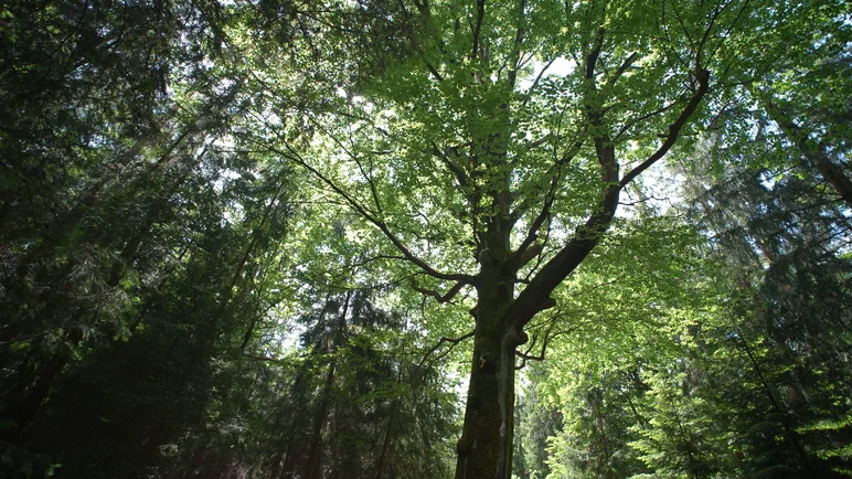 Blick von unten hoch in die grünen Baumkronen eines Waldes