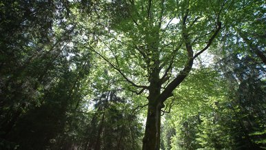 Still aus dem Dokumentarfilm „Xylobionta“ Blick von unten hoch in die grünen Baumkronen eines Waldes