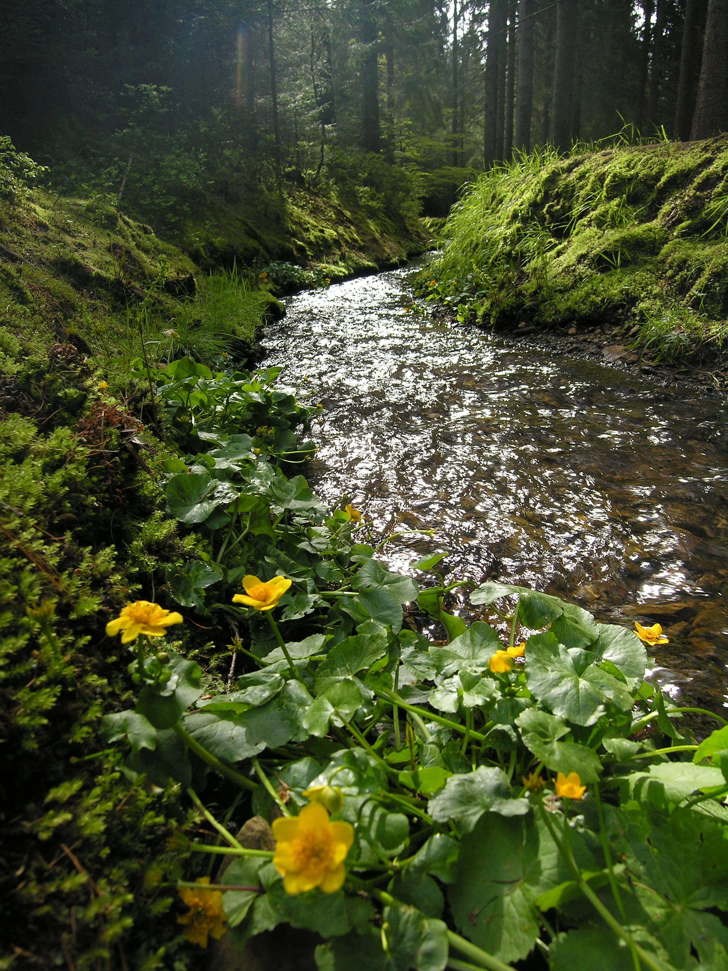 Landschaft bei Ehrenfriedersdorf Landschaft bei Ehrenfriedersdorf