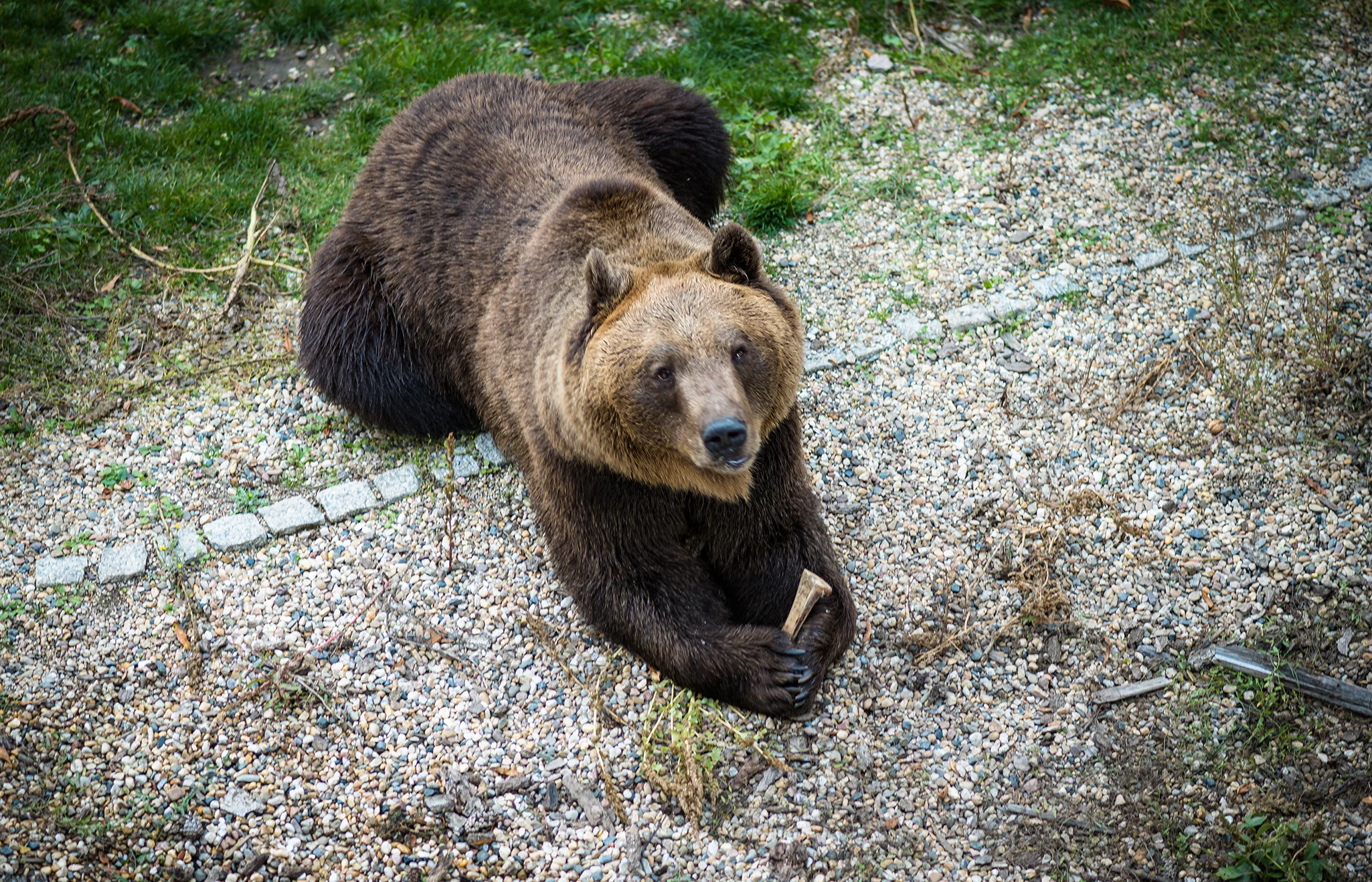 Braunbärin Bea mit Snack Auf dem Boden liegende Bärin, die nach oben schaut und dem Betrachter in die Augen blickt
