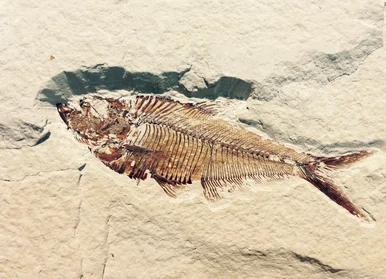 Fossilierter Fisch mit deutlich erkennbarem Kopf, Skelett und Flossen